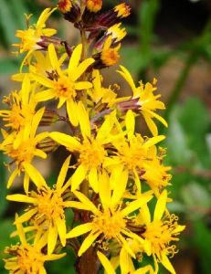 穗序橐吾 穗序橐吾