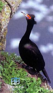 （圖）紅臉鸕鶿