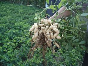 花育30號 花育30號