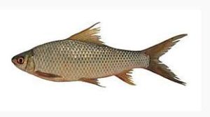 布魯氏野鯪 布魯氏野鯪