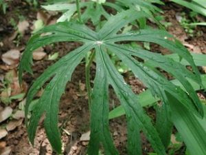 台灣兔兒傘 台灣兔兒傘