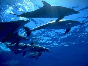 海洋里的哺乳動物