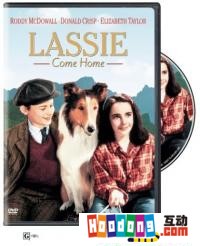 《新靈犬萊西》 《新靈犬萊西》