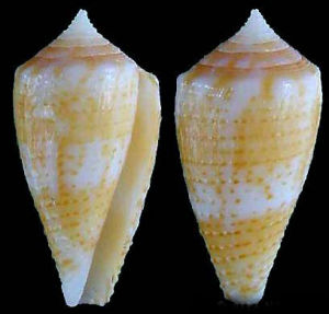 溪邊雲朵芋螺 溪邊雲朵芋螺