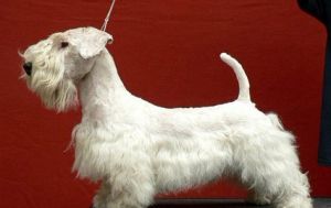 西里漢姆梗 西里漢姆梗