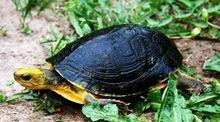 金頭閉殼龜