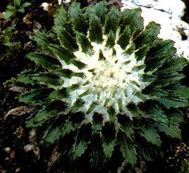 綿頭雪蓮花 綿頭雪蓮花