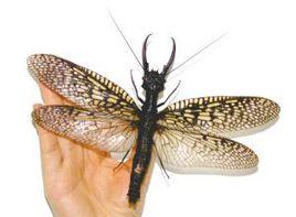 巨型蜻蜓 巨型蜻蜓