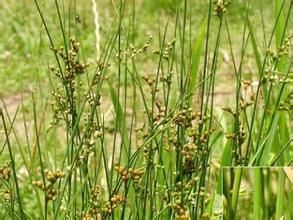 假燈心草 假燈心草