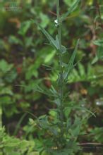 光柄細喙蘚 光柄細喙蘚