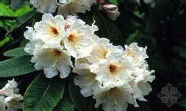 白喇叭杜鵑 白喇叭杜鵑