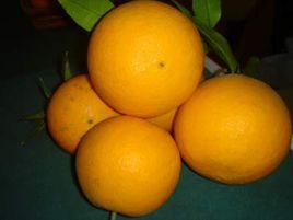 奉節晚橙 奉節晚橙