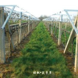 綠肥 綠肥