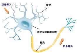神經衝動 神經衝動