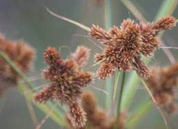 矮紅鱗扁莎 矮紅鱗扁莎