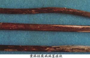 黃麻枯腐病 黃麻枯腐病