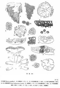 片葉錢苔 片葉錢苔