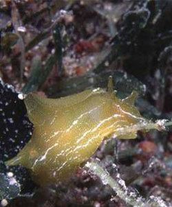 地圖海兔 地圖海兔