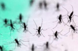 絕育蚊子 絕育蚊子