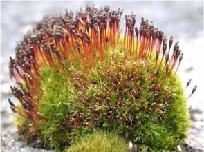 硬葉對齒蘚 硬葉對齒蘚