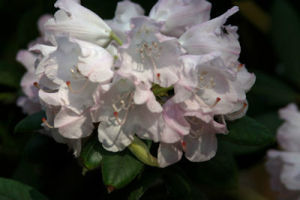 落毛杜鵑 落毛杜鵑