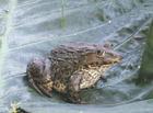 泰國虎紋蛙