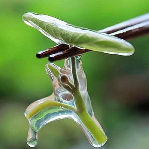 石柱蓴菜 石柱蓴菜