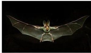 犬吻蝠指名亞種 犬吻蝠指名亞種