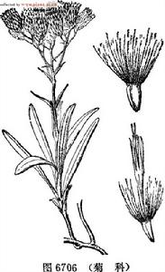 多花苓菊 多花苓菊