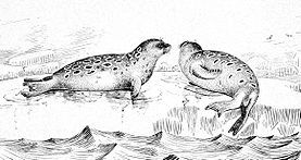 環斑海豹
