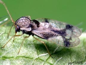 杜鵑軍配蟲 杜鵑軍配蟲