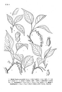 小葉楊(原變種)