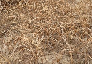 小堅軸草 小堅軸草