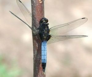 鼎脈灰蜻 鼎脈灰蜻