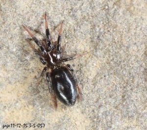 枝疣蛛屬 枝疣蛛屬