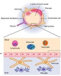 血腦屏障 血腦屏障