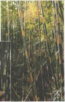 金毛空竹 金毛空竹