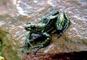 綠點湍蛙 