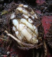 文山百合 文山百合