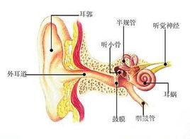 粘連性中耳炎的手術治療 粘連性中耳炎的手術治療