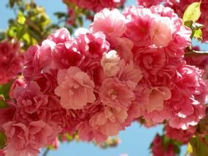 雲南秋海棠 雲南秋海棠