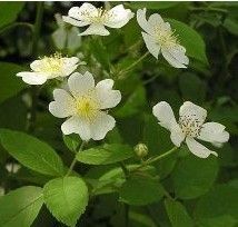 單葉薔薇 單葉薔薇