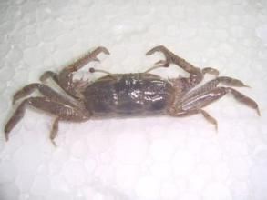 寬身閉口蟹 寬身閉口蟹