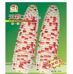 天彩二號 天彩二號