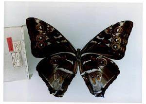 月神閃蝶幻影亞種