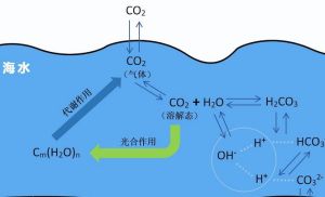 海水二氧化碳系統