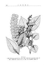 錐序千斤拔 錐序千斤拔