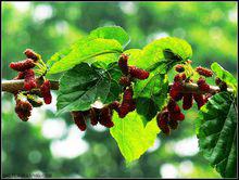 桑葉-原植物果實