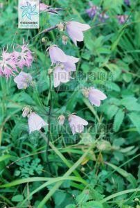 聚葉沙參 聚葉沙參