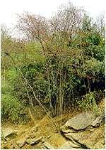 小葉銀縷梅 小葉銀縷梅